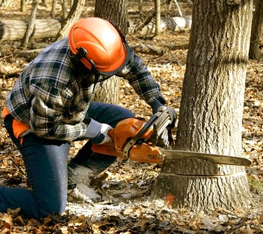 Tree Removal in Dixfield, ME